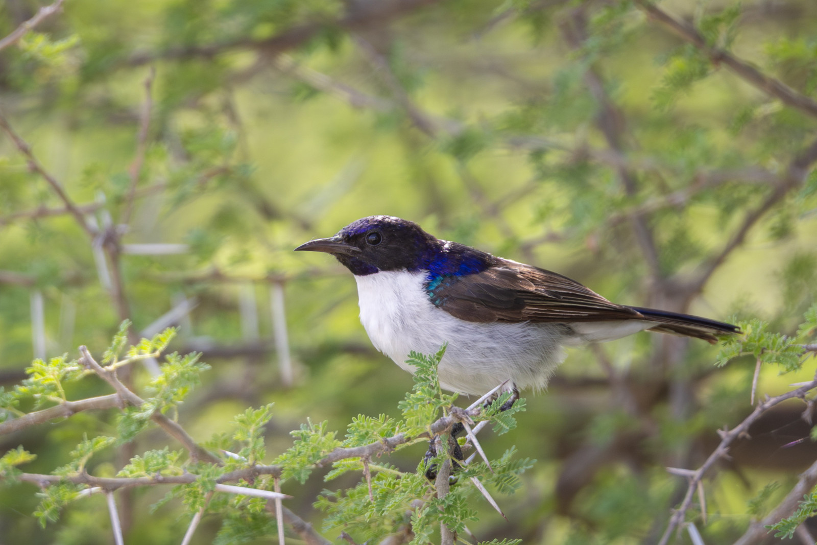 image Eastern Violet-backed Sunbird